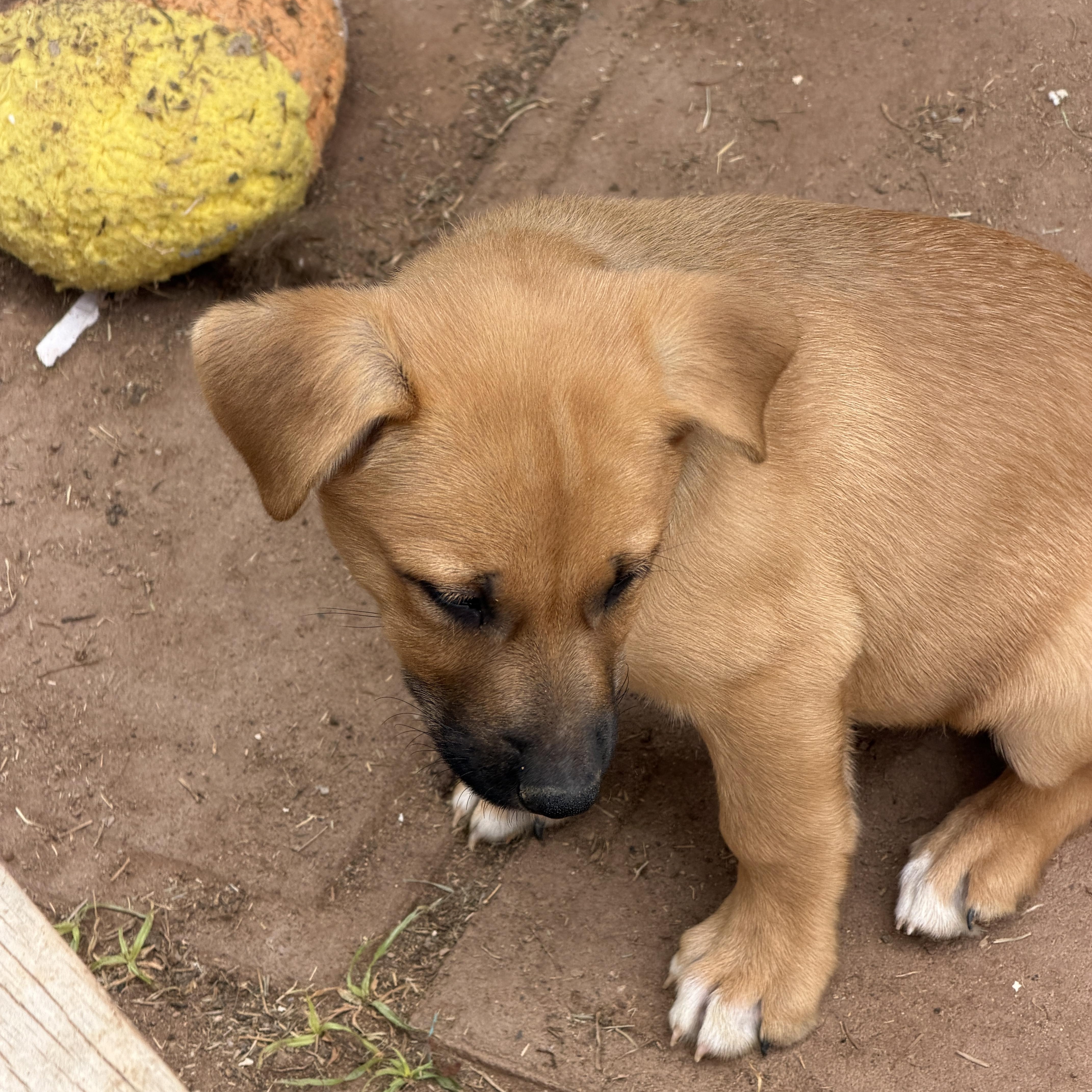 Enlarge Ember, a ADOPTABLE mixed breed in Gilbert, AZ image 4/4