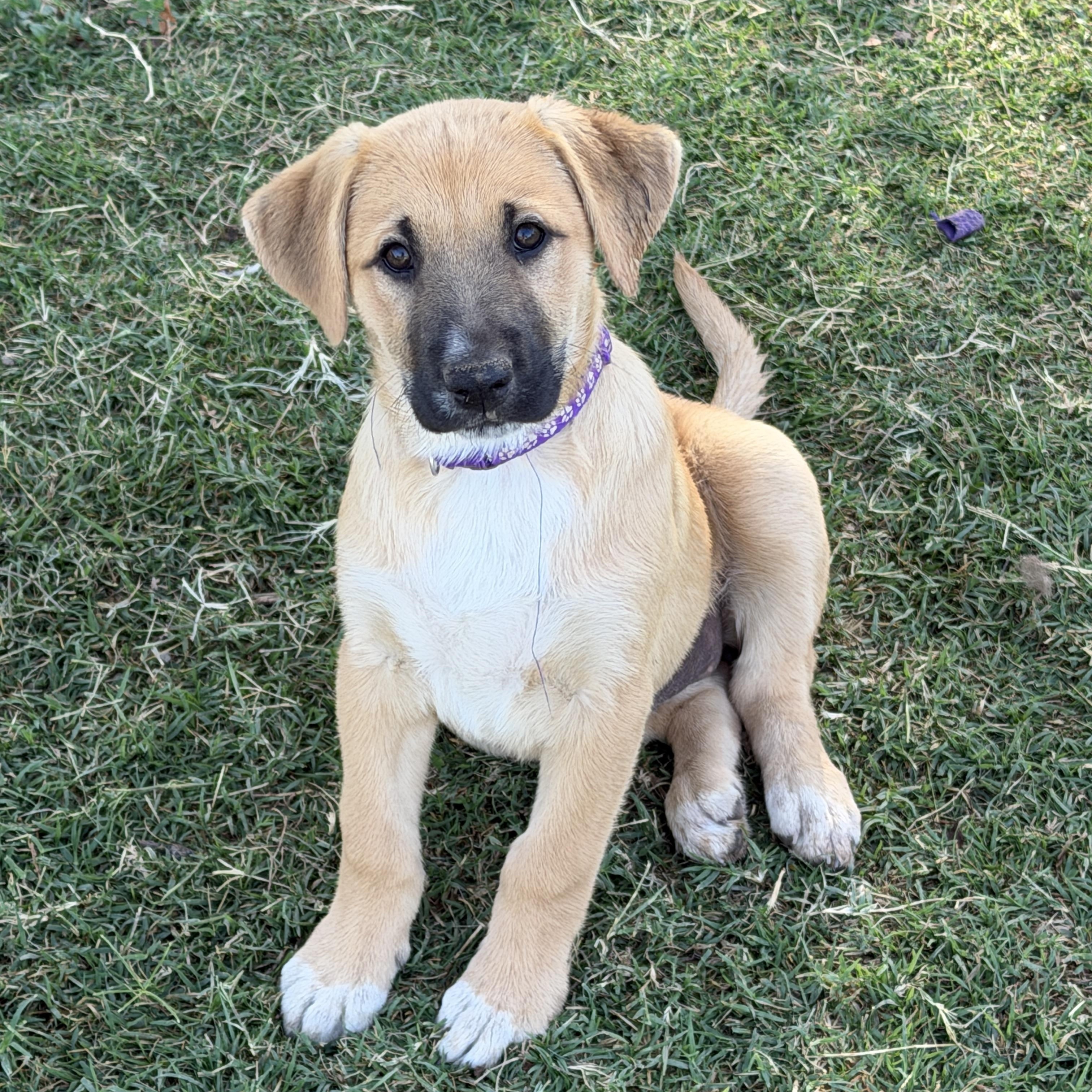 Ember, ADOPTABLE, Puppy Female Black Mouth Cur & Shepherd.