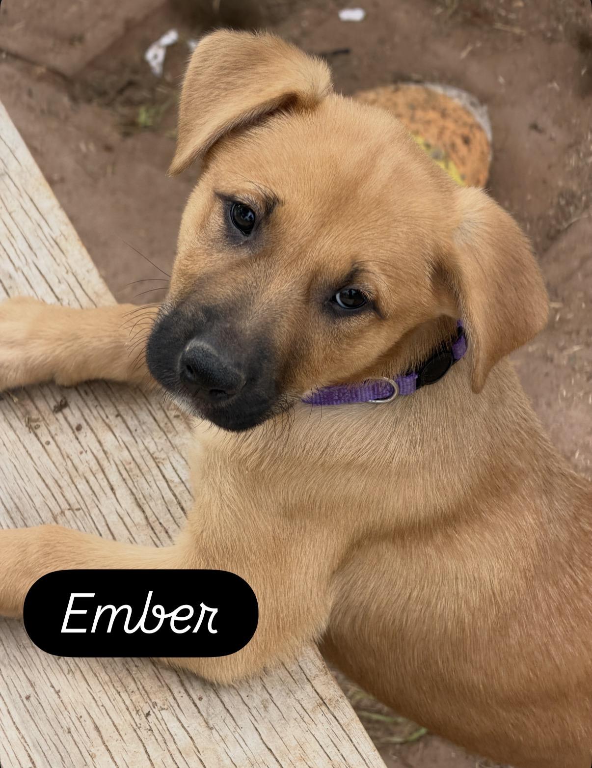 Ember, ADOPTABLE, Puppy Female Black Mouth Cur & Shepherd.