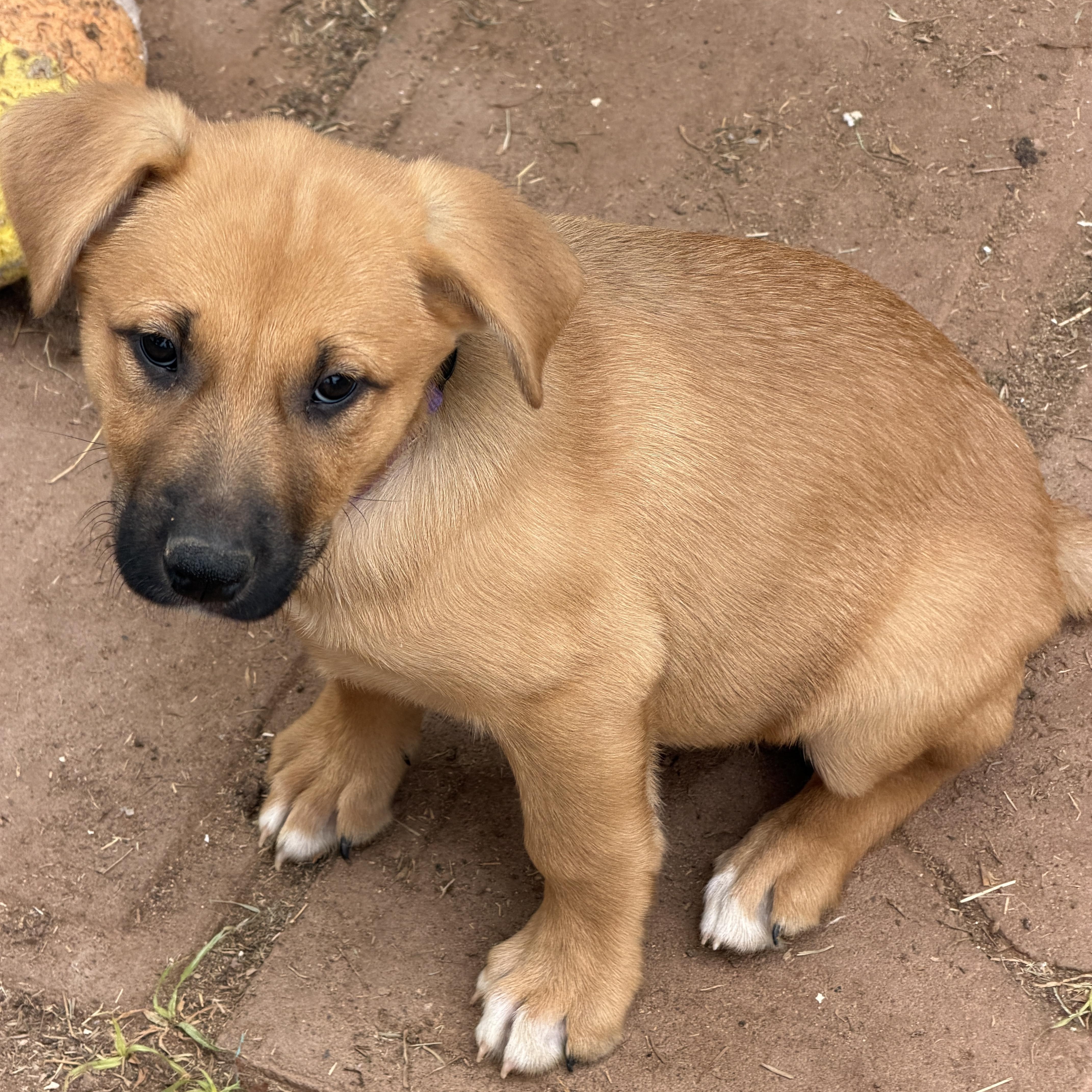 Enlarge Ember, a ADOPTABLE mixed breed in Gilbert, AZ image 3/4
