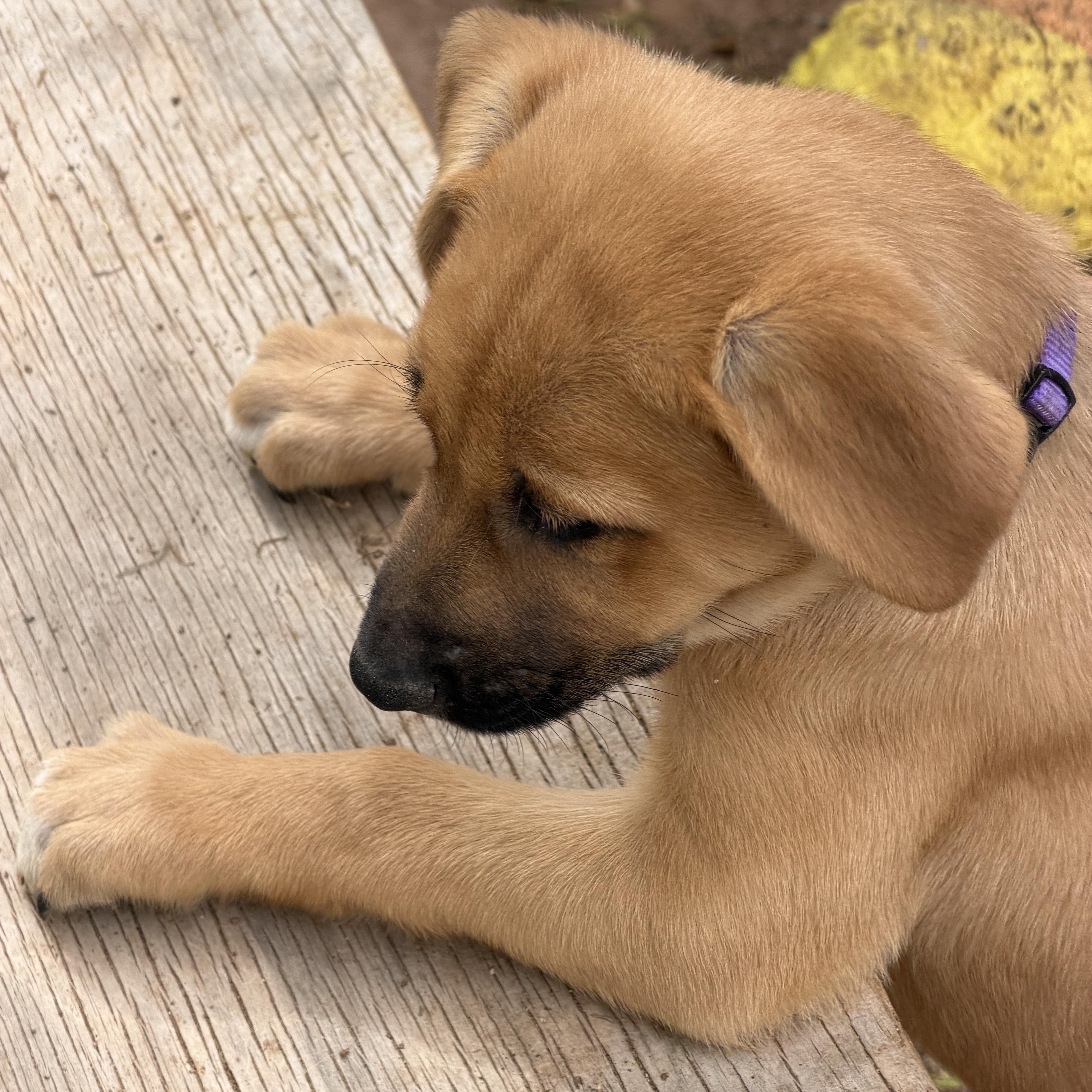 Enlarge Ember, a ADOPTABLE mixed breed in Gilbert, AZ image 2/4