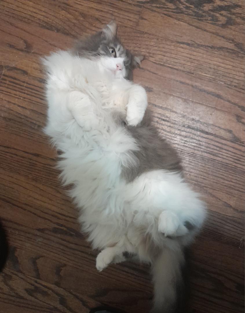 Enlarge McKenzie, an adopted Domestic Long Hair in South Euclid, OH image 3/3