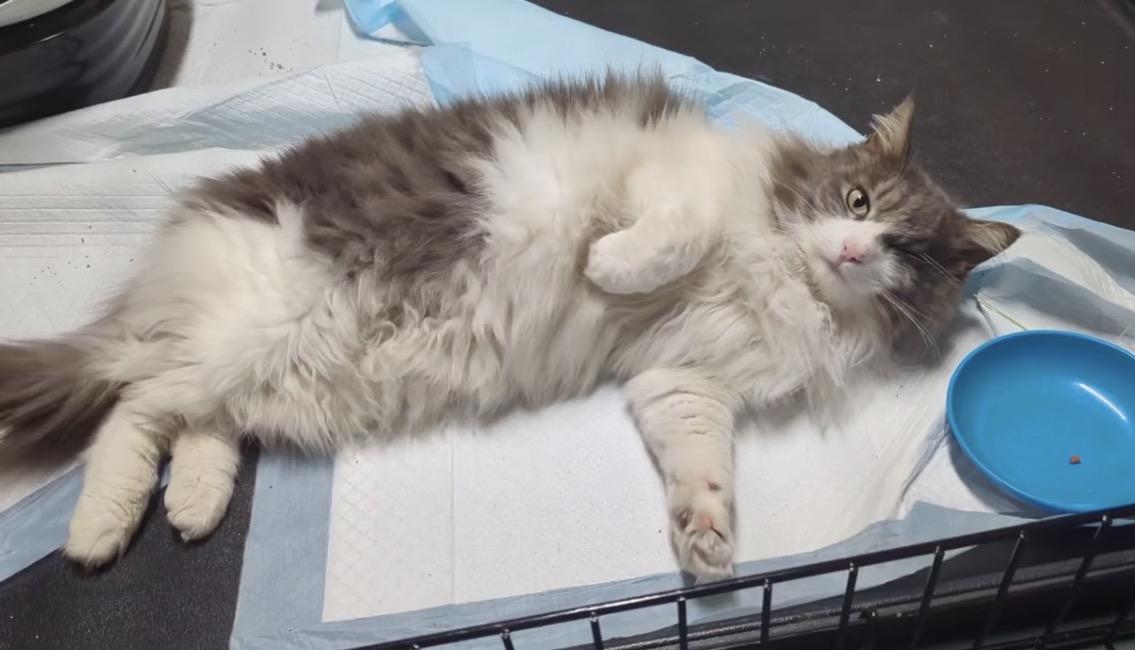 McKenzie, adopted, Adult Female Domestic Long Hair.