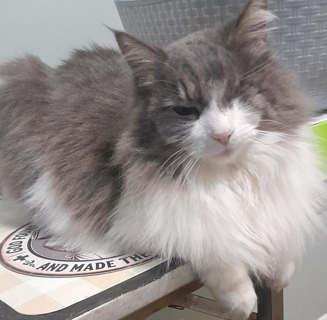 Enlarge McKenzie, an adopted Domestic Long Hair in South Euclid, OH image 2/3