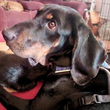Enlarge Rylee (DE), a ADOPTABLE Black and Tan Coonhound in Williamsburg, VA image 1/3