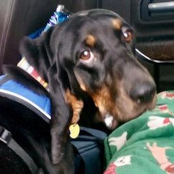 Enlarge Rylee (DE), a ADOPTABLE Black and Tan Coonhound in Williamsburg, VA image 3/3