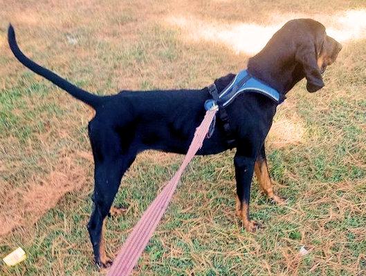 Enlarge Rylee (DE), a ADOPTABLE Black and Tan Coonhound in Williamsburg, VA image 2/3