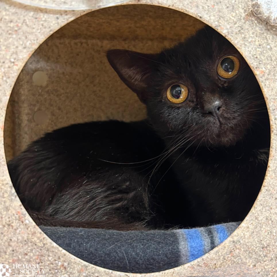 Enlarge APPLE CIDER, a Adoptable Domestic Short Hair in Hagerstown, MD image 1/1