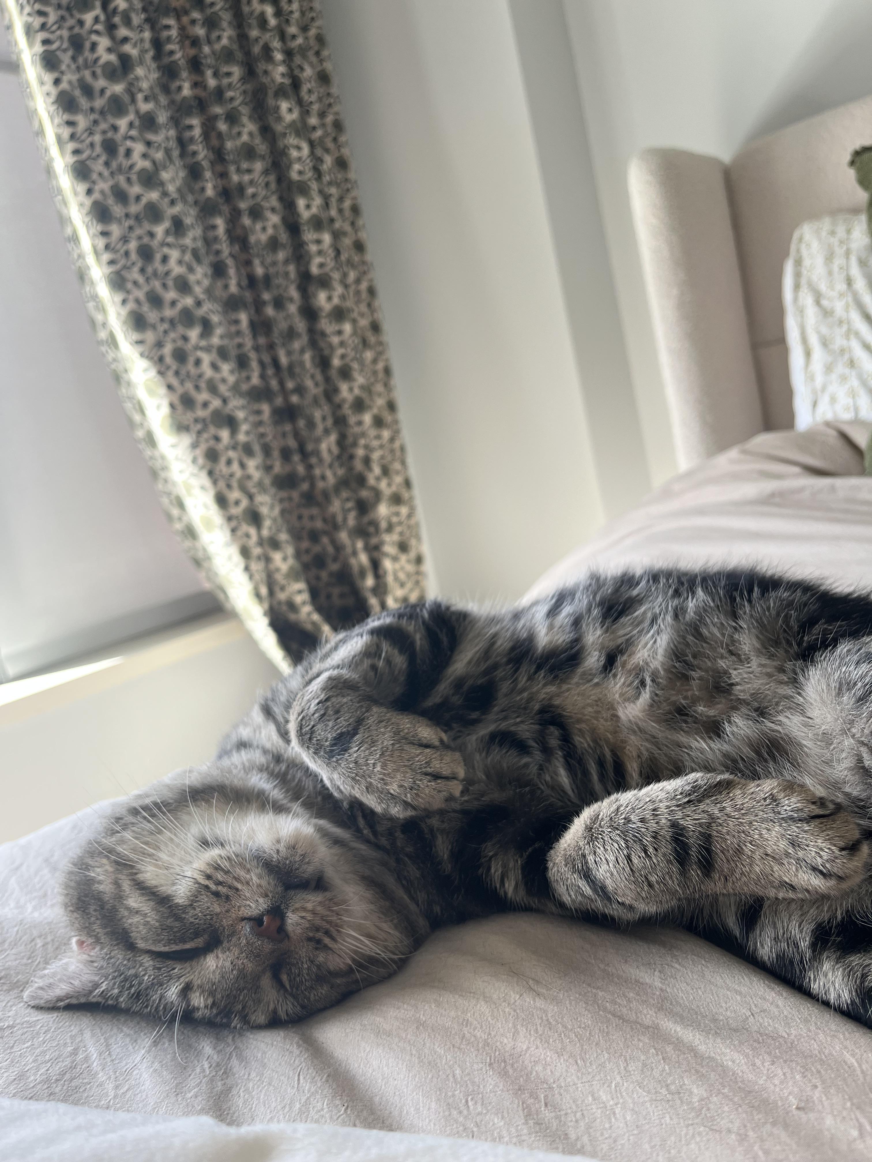 Enlarge Binksey, a Adoptable Tabby in Medford, MA image 2/6