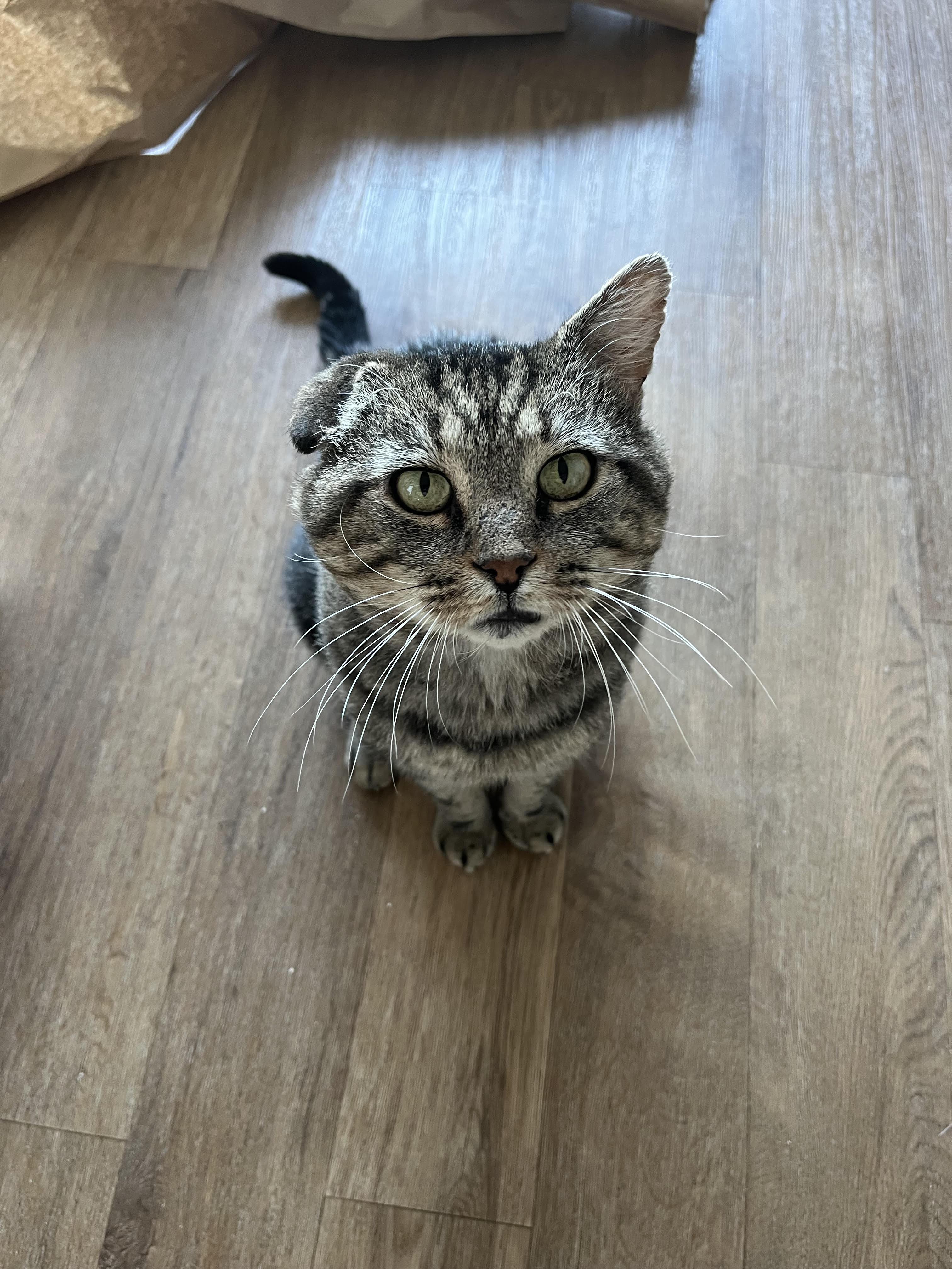 Binksey, Adoptable, Young Male Tabby.