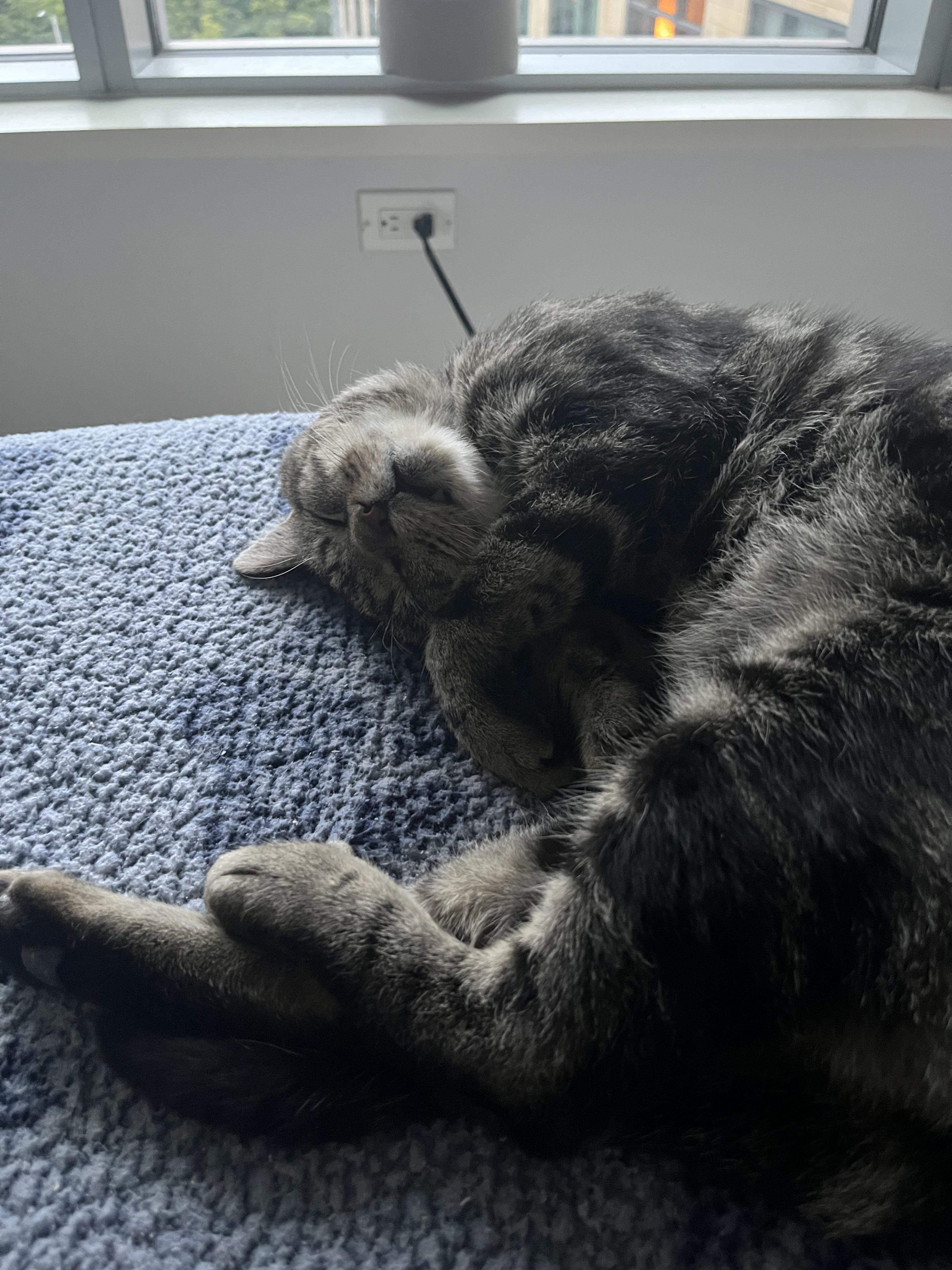 Enlarge Binksey, a Adoptable Tabby in Medford, MA image 3/6