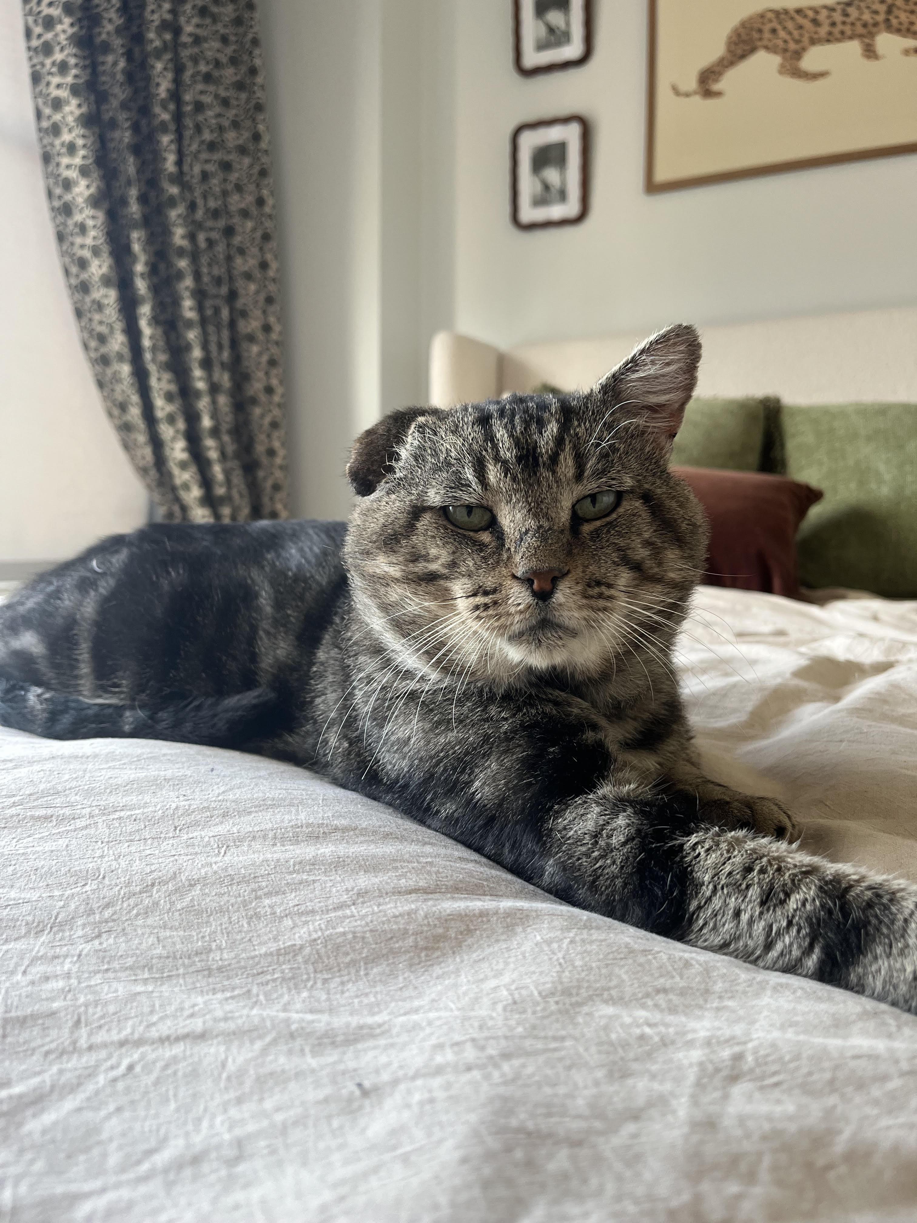 Binksey, Adoptable, Young Male Tabby.