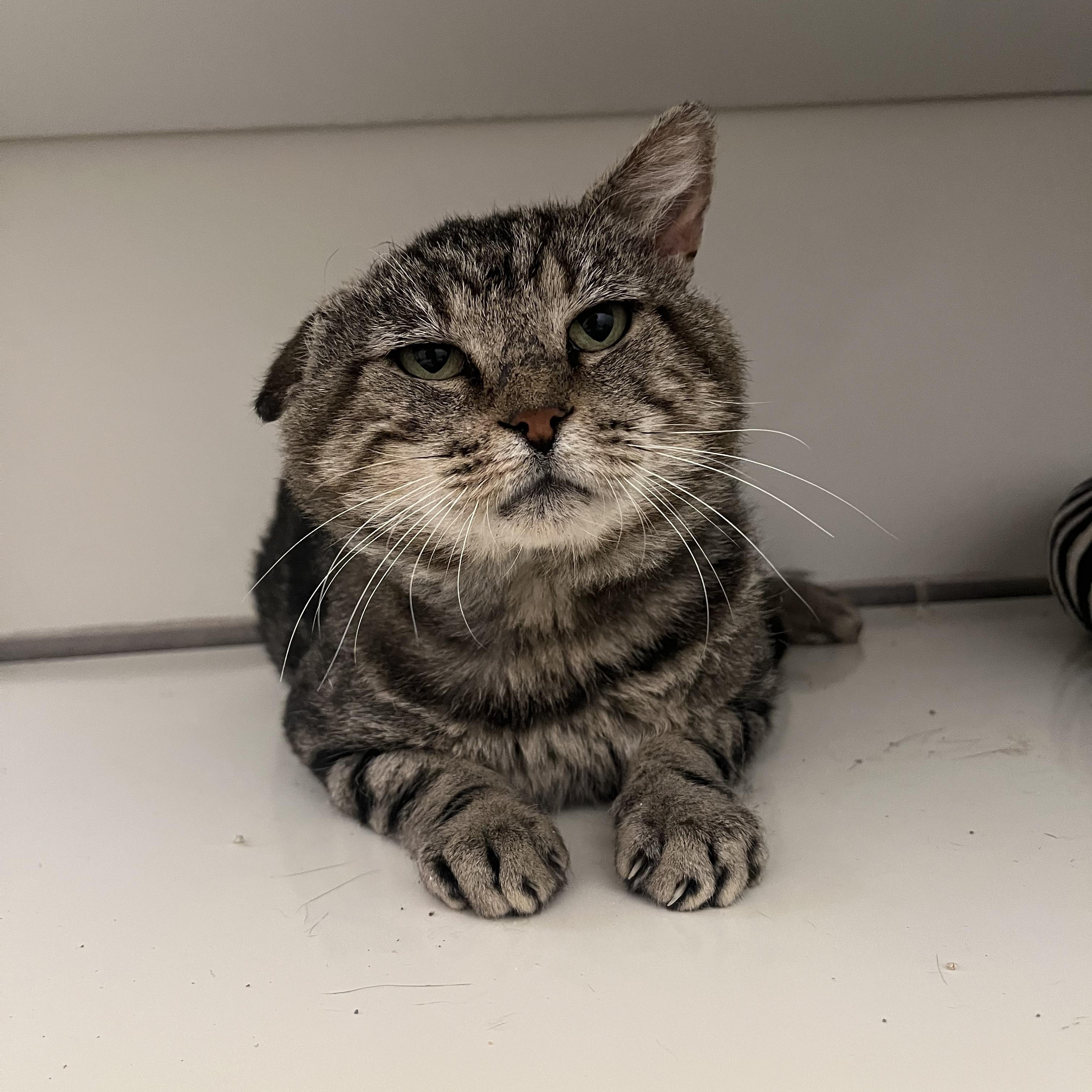 Enlarge Binksey, a Adoptable Tabby in Medford, MA image 3/4