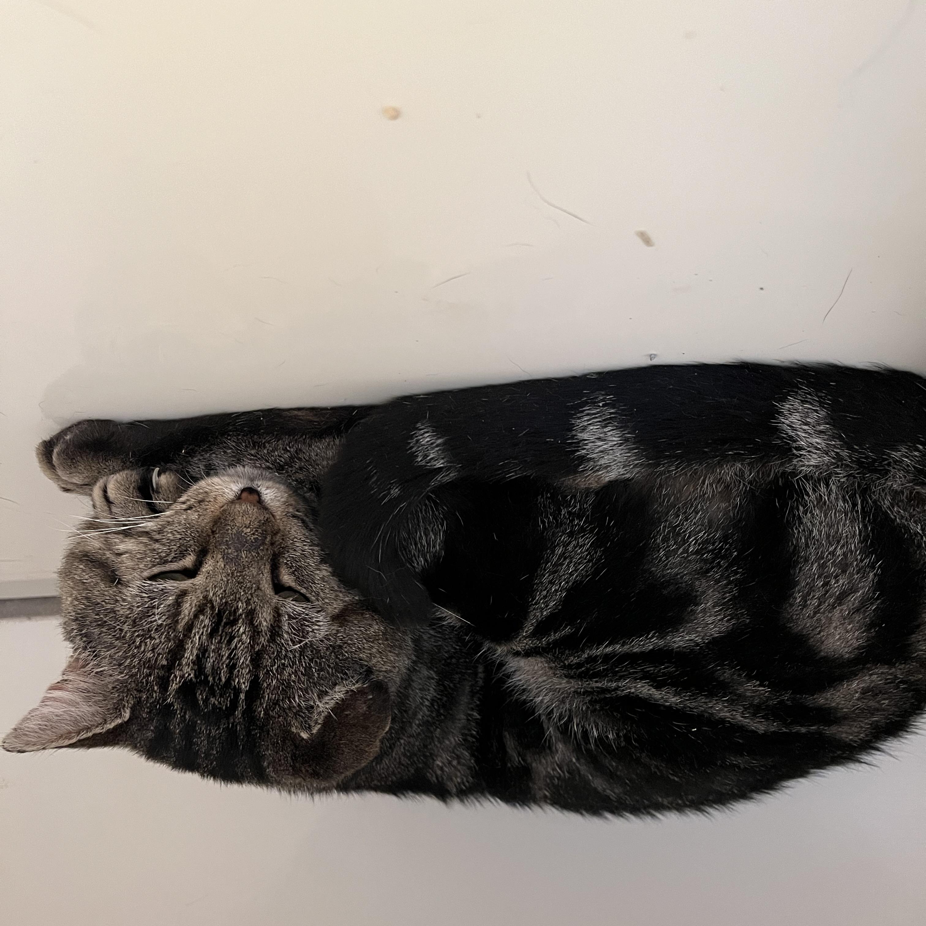 Enlarge Binksey, a Adoptable Tabby in Medford, MA image 4/4