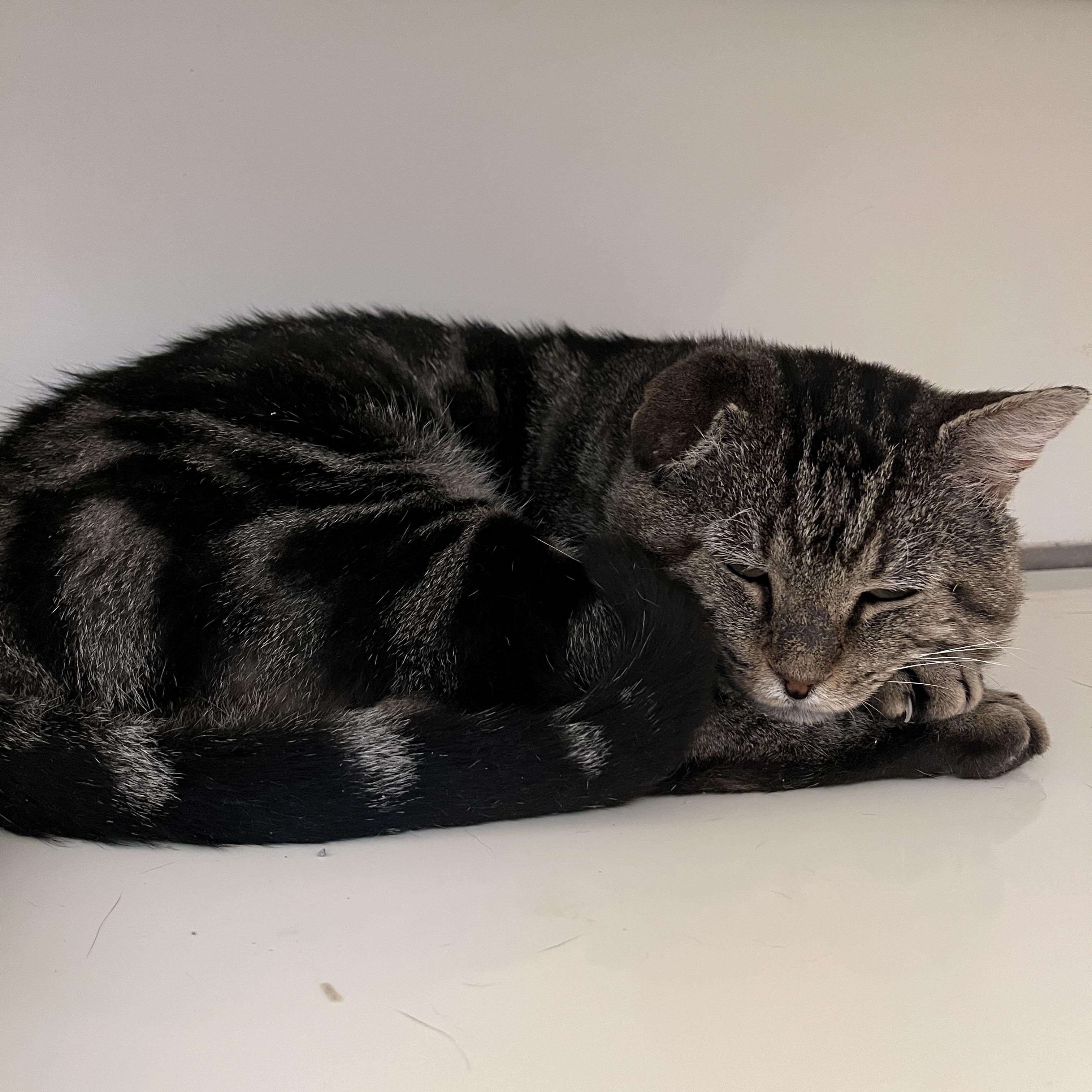 Enlarge Binksey, a Adoptable Tabby in Medford, MA image 4/4