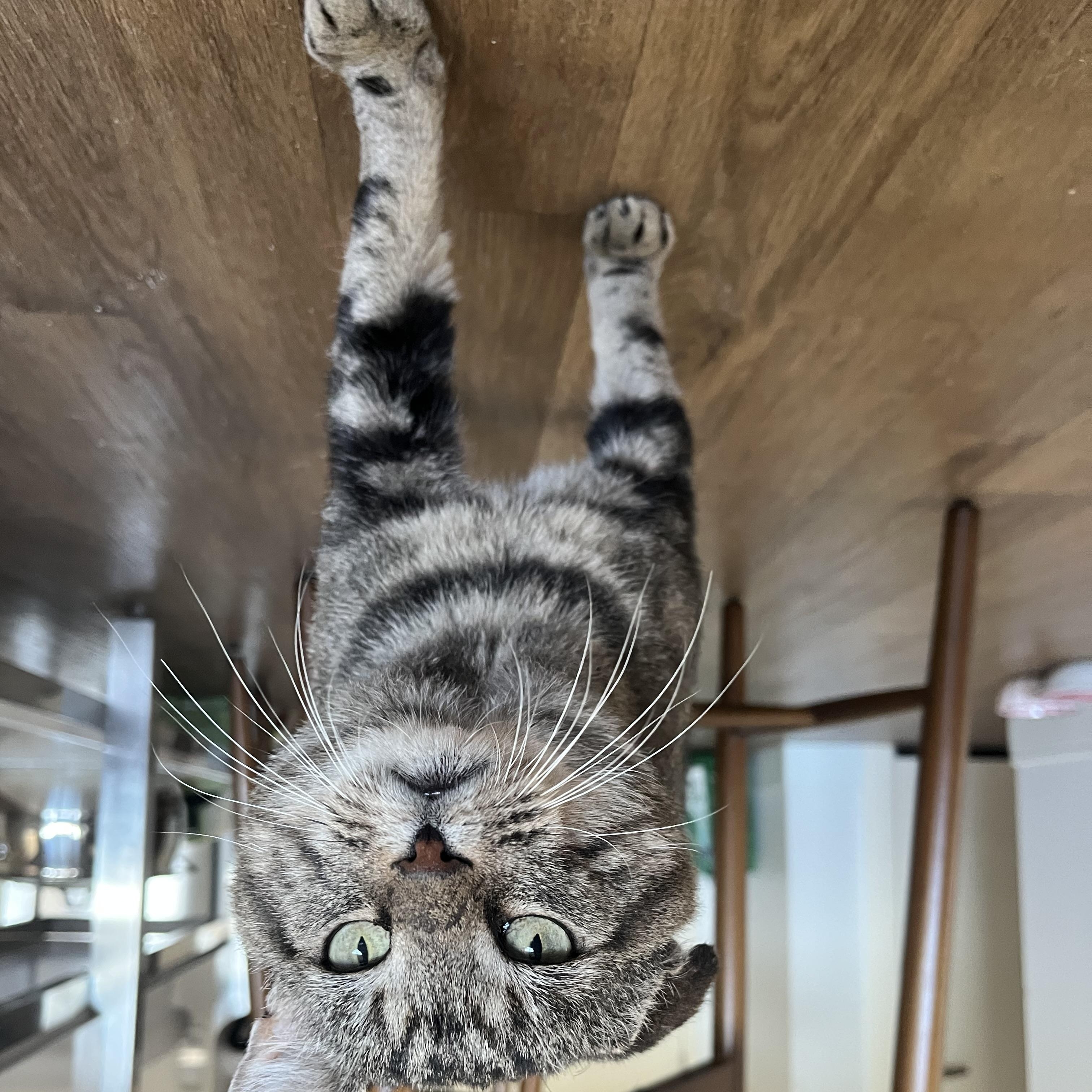 Enlarge Binksey, a Adoptable Tabby in Medford, MA image 2/4
