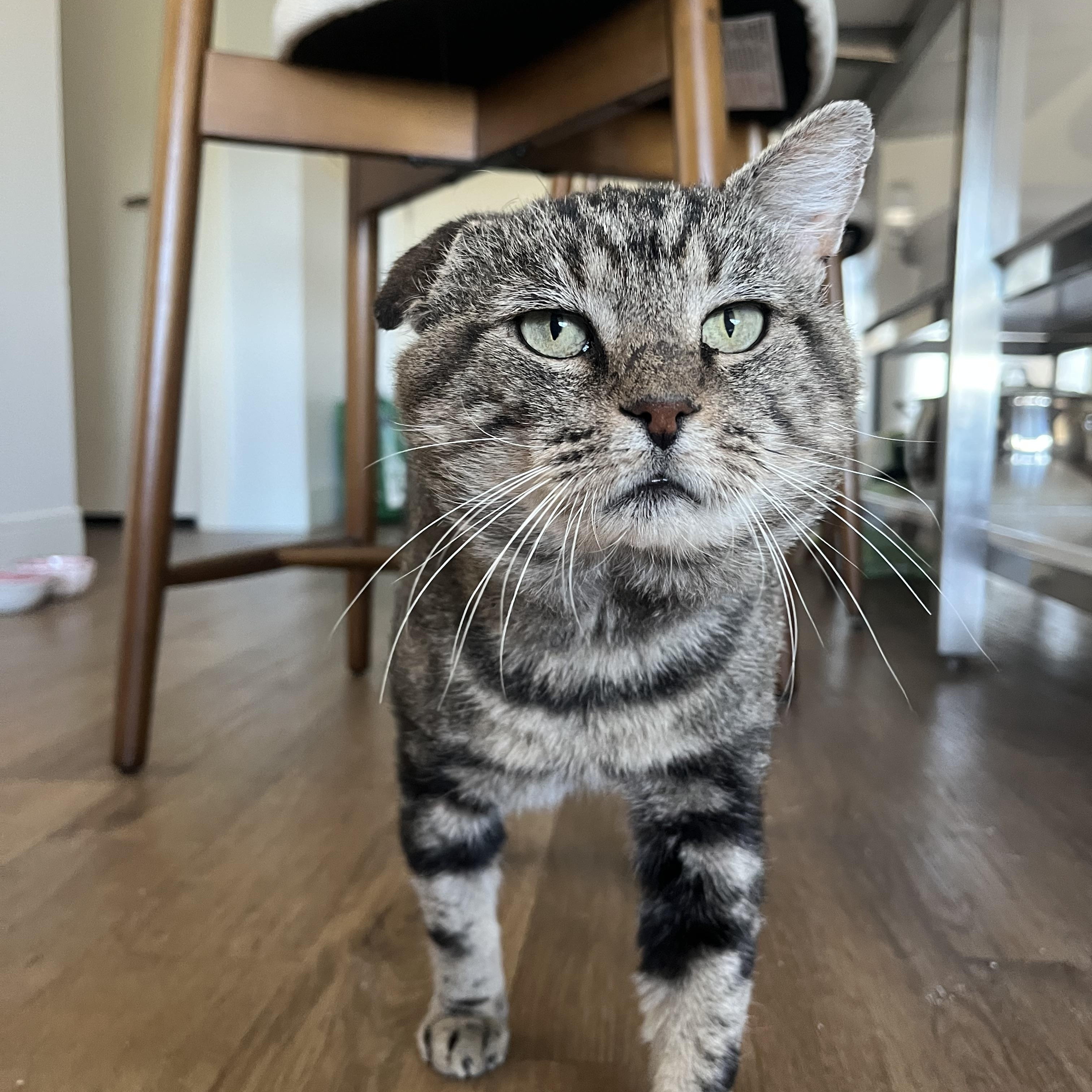 Enlarge Binksey, a Adoptable Tabby in Medford, MA image 1/4