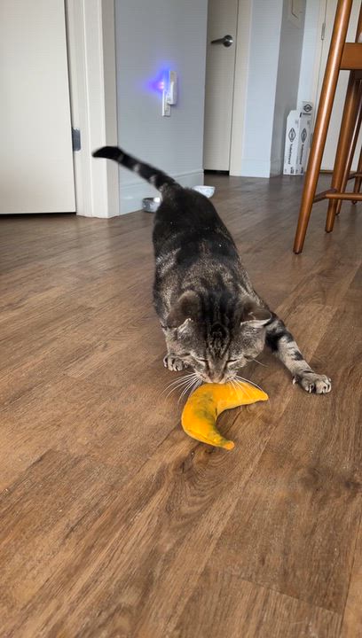 Enlarge Binksey, a Adoptable Tabby in Medford, MA video 5/6