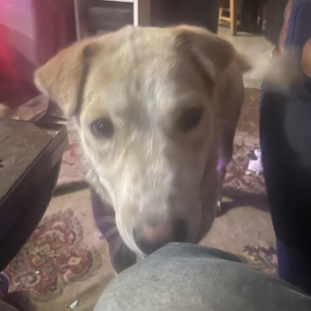 Petunia - Sweet Girl & Is Dog Friendly!, Adoptable, Adult Female Mixed Breed.