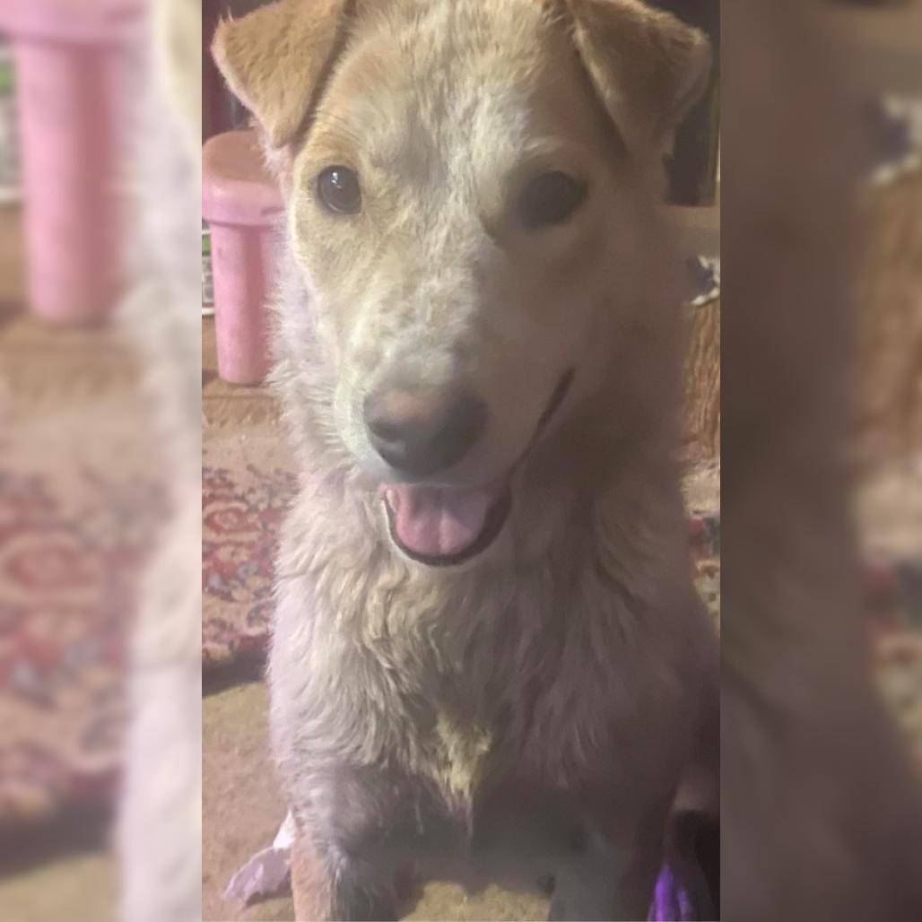 Petunia - Sweet Girl & Is Dog Friendly!, a Adoptable Mixed Breed in Flagstaff, AZ image 2/3