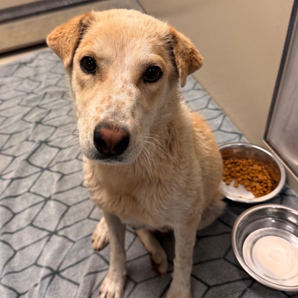 Petunia - Sweet Girl & Is Dog Friendly!, a Adoptable Mixed Breed in Flagstaff, AZ image 3/3