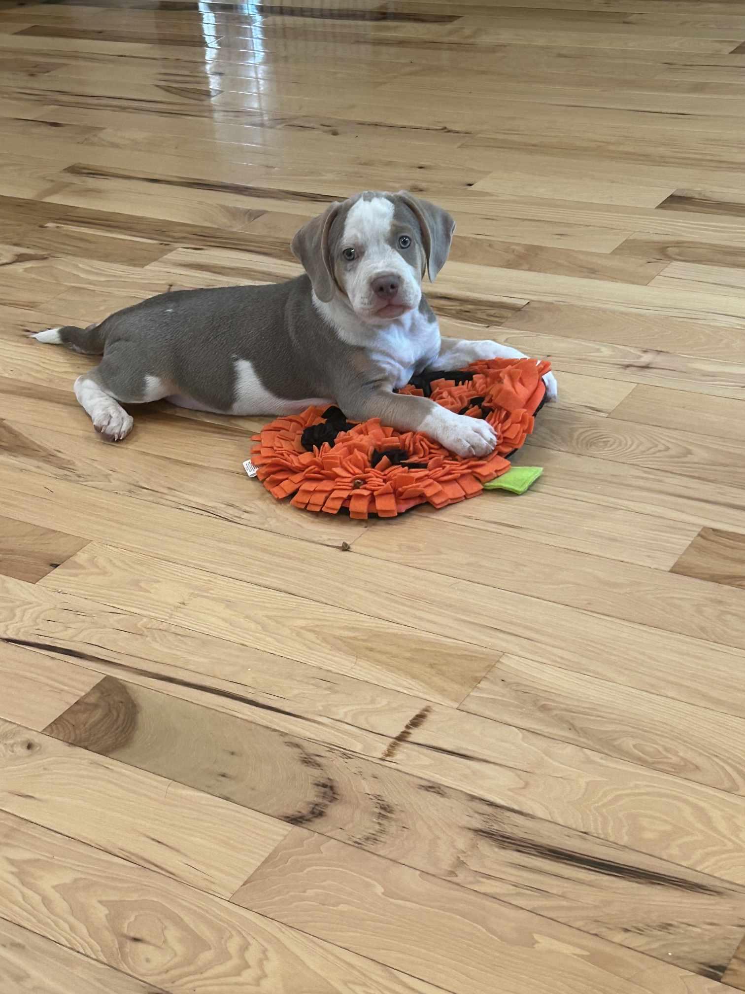 Payton - Preppy Pup Litter, Adopted, Puppy Male Hound & Terrier.