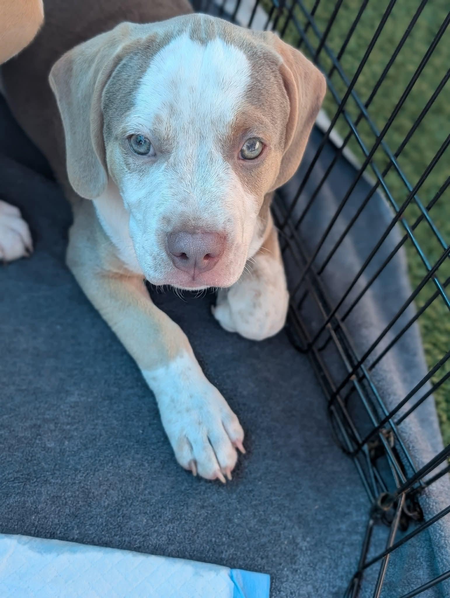 Payton - Preppy Pup Litter, a Adopted mixed breed in Holly Springs, NC image 2/3
