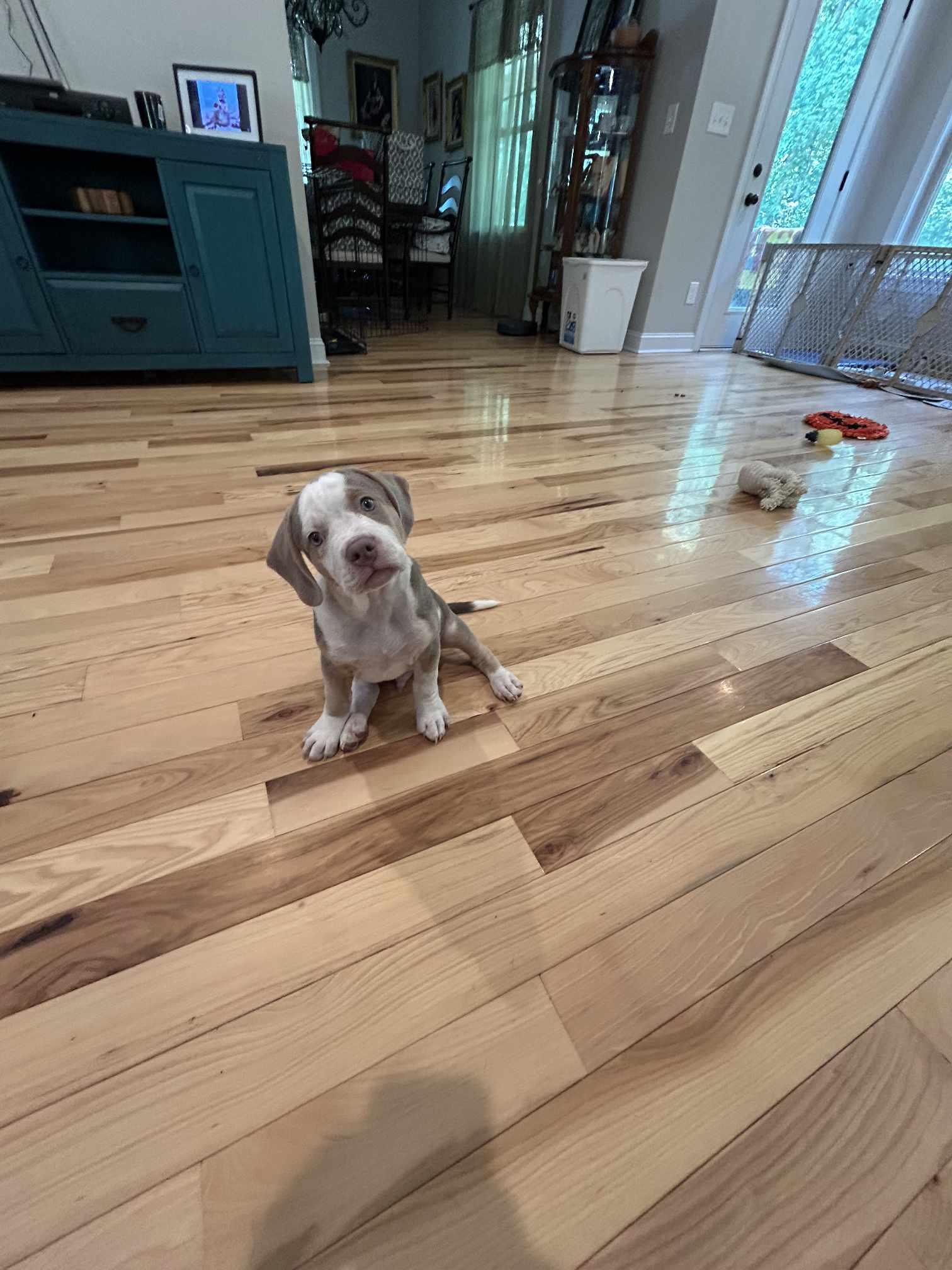 Payton - Preppy Pup Litter, a Adopted mixed breed in Holly Springs, NC image 3/3