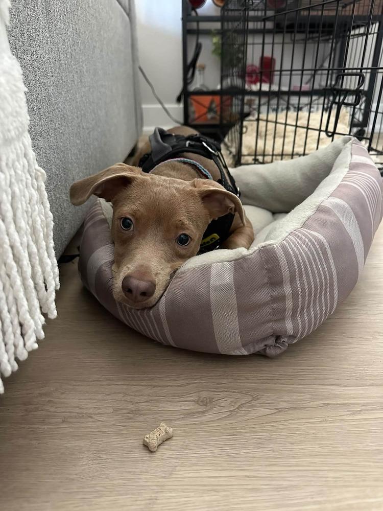 Yogi, Adoptable, Puppy Male Dachshund.