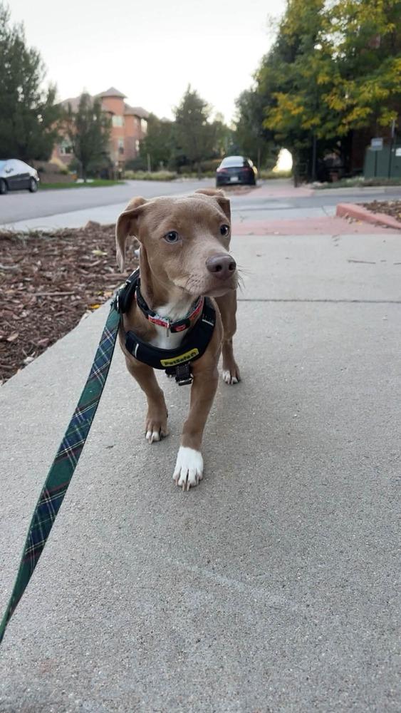 Enlarge Yogi, a Adoptable mixed breed in Parker, CO image 2/4