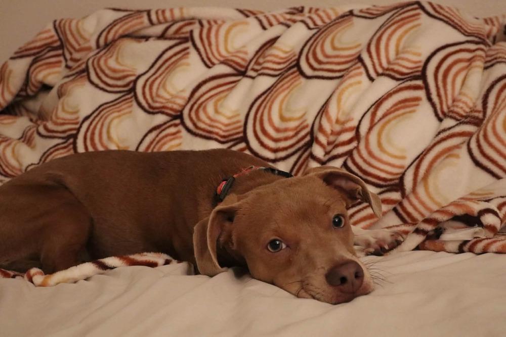 Enlarge Yogi, a Adoptable mixed breed in Parker, CO image 3/4