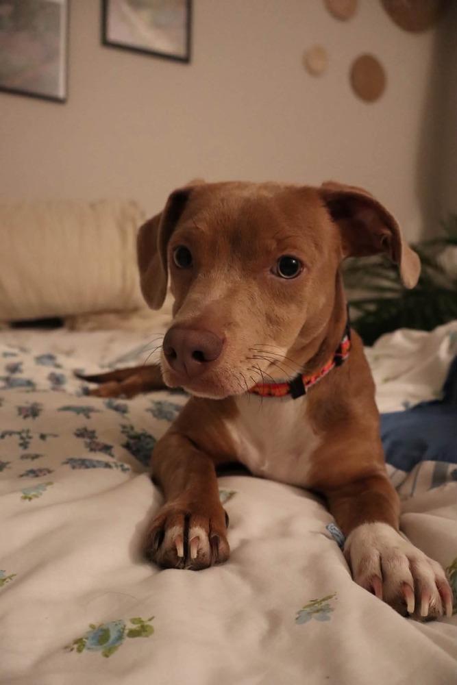 Enlarge Yogi, a Adoptable mixed breed in Parker, CO image 4/4
