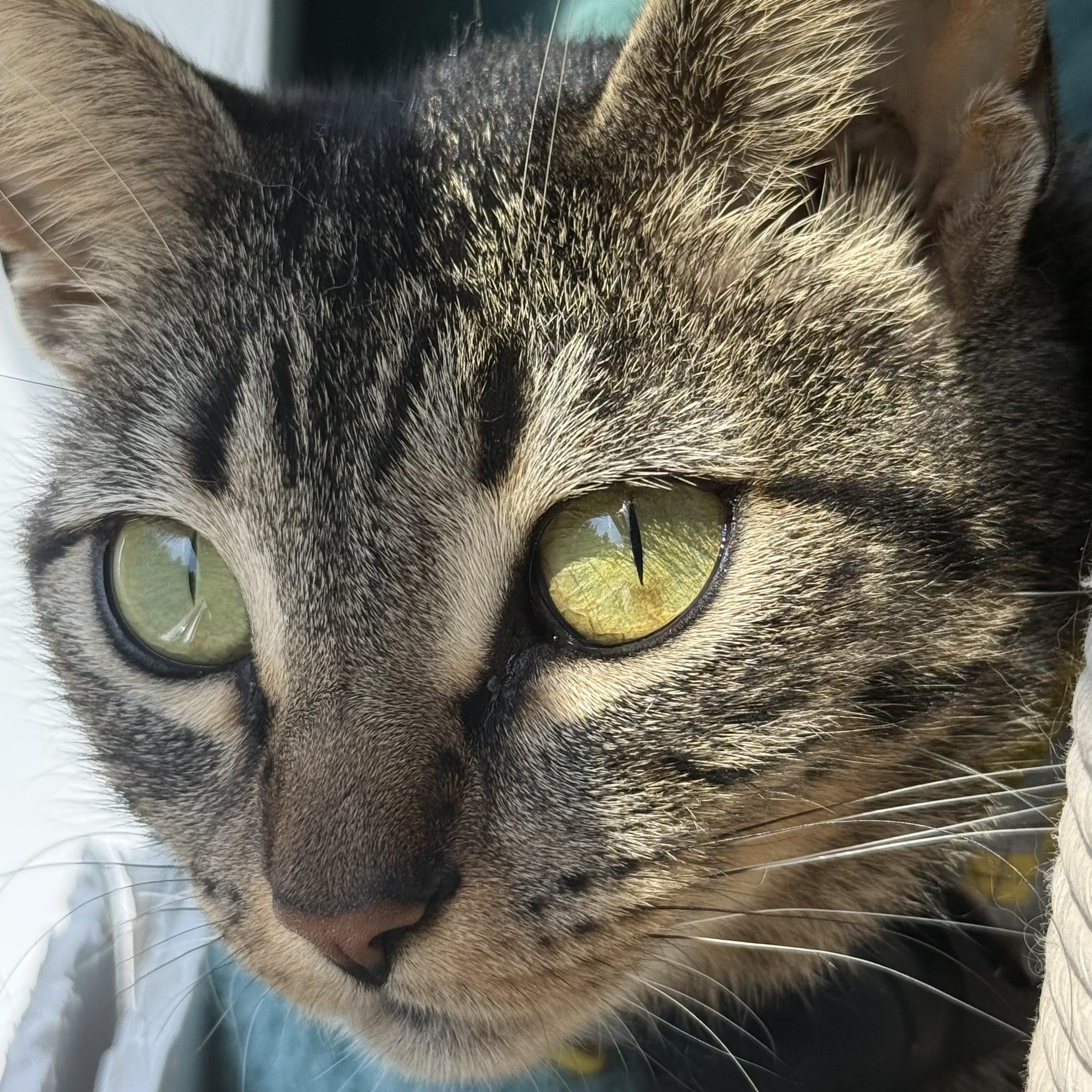 Enlarge Alien But Not Rocky From Project Hail Mary More Like Emma Stone From Bugonia, a ADOPTABLE mixed breed in Los Angeles, CA image 5/6