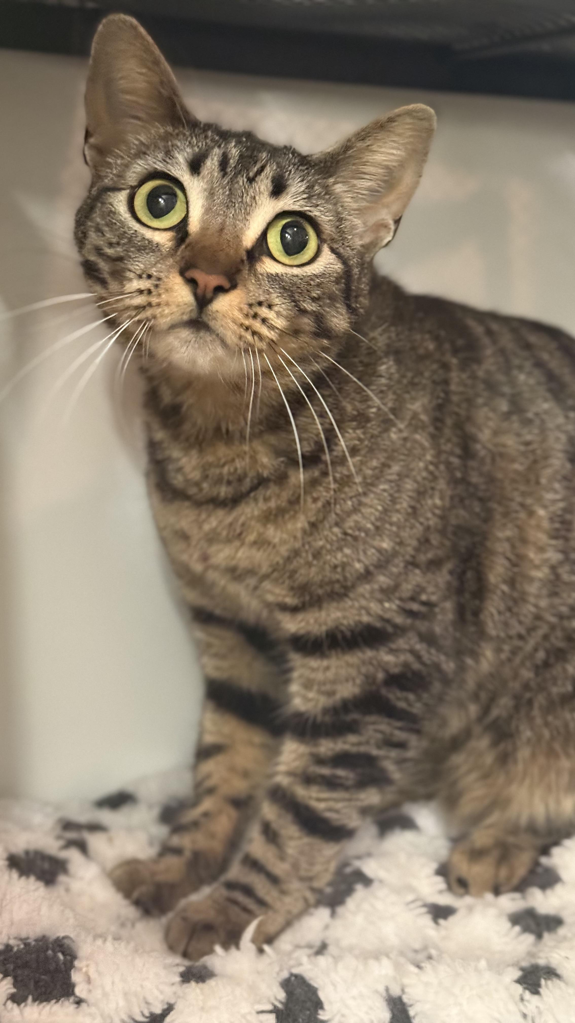 Enlarge Alien But Not Rocky From Project Hail Mary More Like Emma Stone From Bugonia, a ADOPTABLE mixed breed in Los Angeles, CA image 2/6