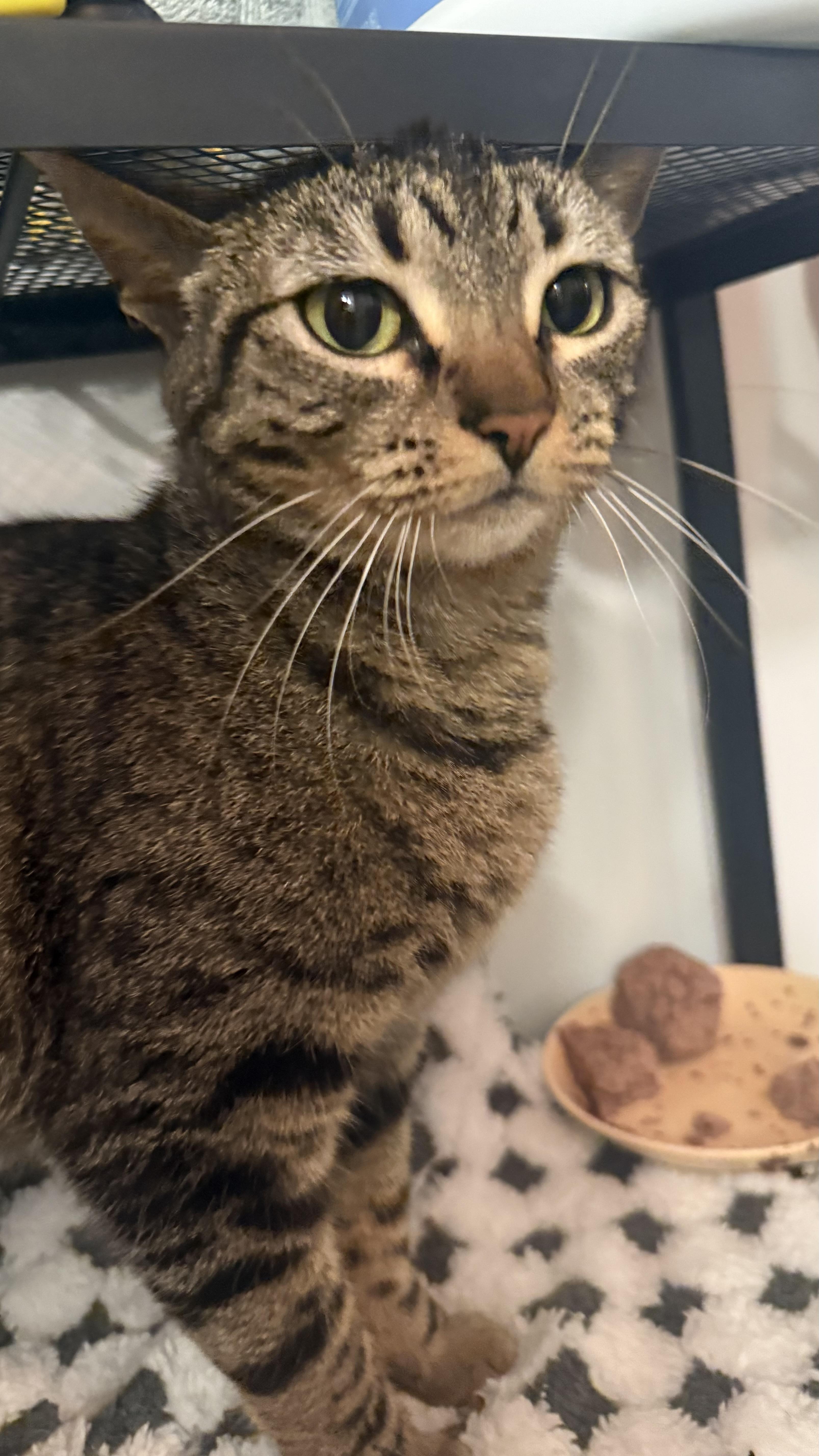 Enlarge Alien But Not Rocky From Project Hail Mary More Like Emma Stone From Bugonia, a ADOPTABLE mixed breed in Los Angeles, CA image 3/6