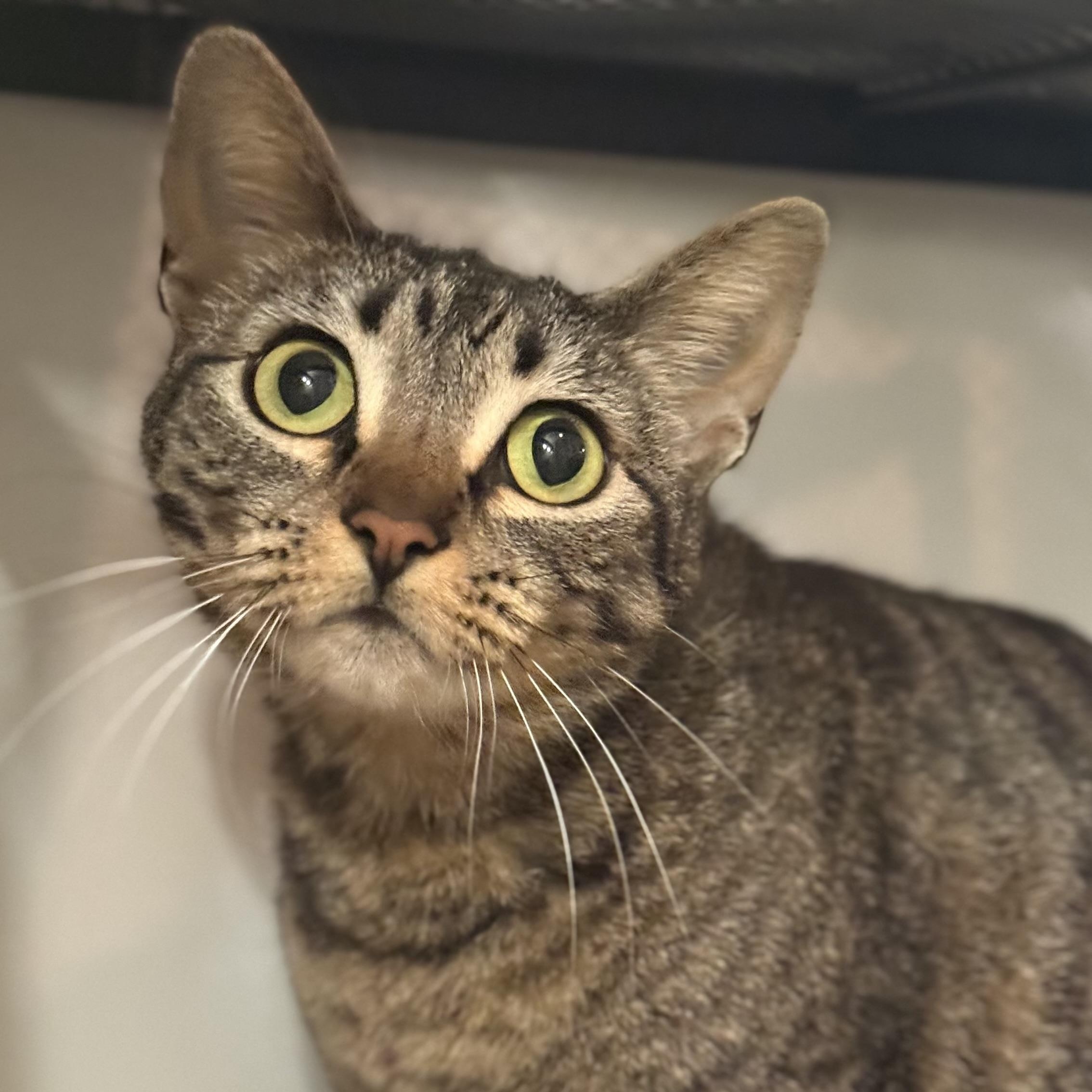 Alien But Not Rocky From Project Hail Mary More Like Emma Stone From Bugonia, ADOPTABLE, Kitten Female British Shorthair.