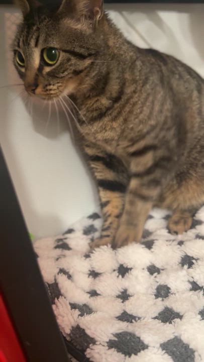 Enlarge Alien But Not Rocky From Project Hail Mary More Like Emma Stone From Bugonia, a ADOPTABLE mixed breed in Los Angeles, CA video 4/6