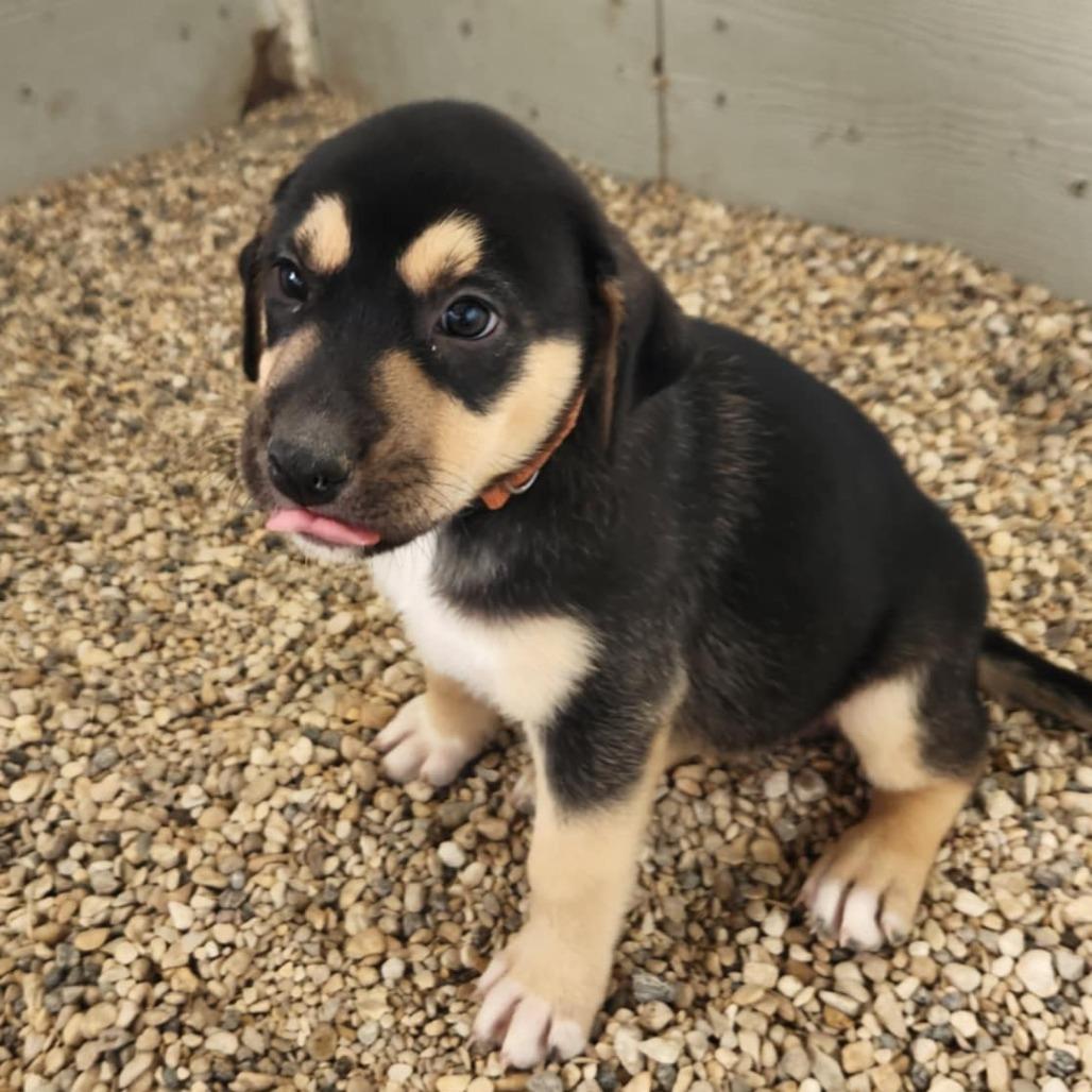 Mocha JuM, Baby Female Black Mouth Cur