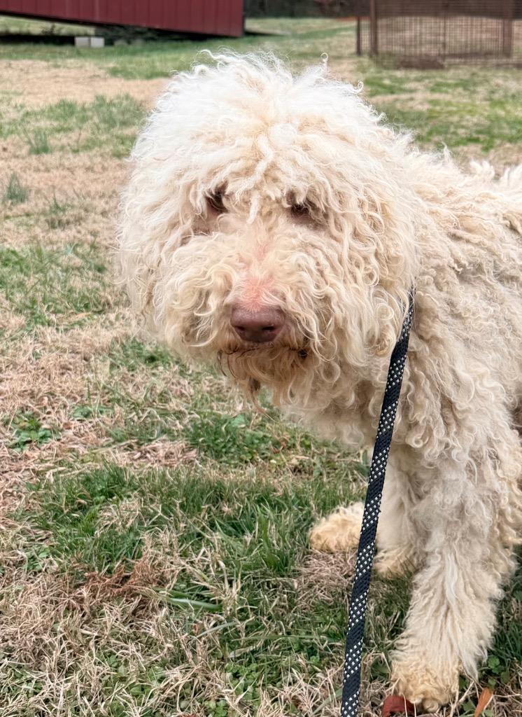 Yankie, Adoptable, Young Male Poodle & Mixed Breed.
