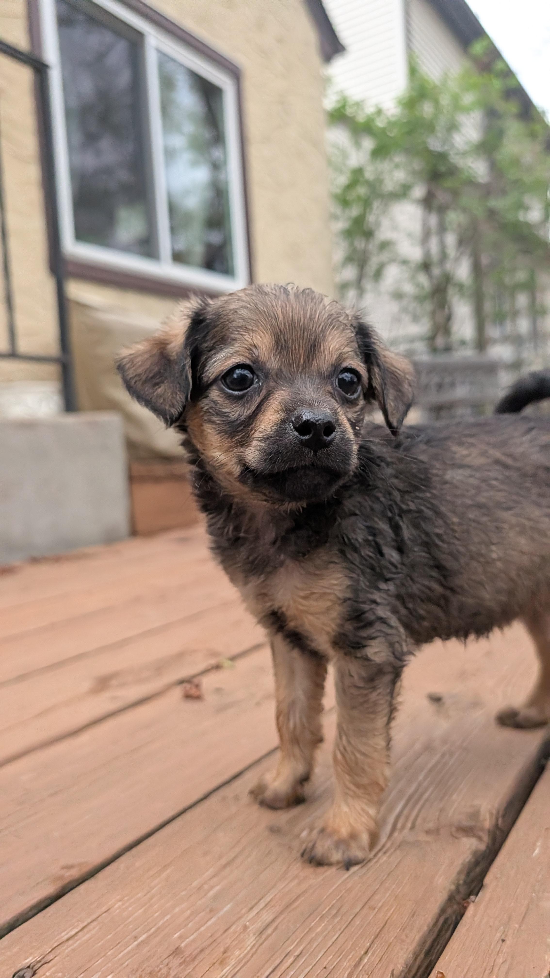 Enlarge Felicity , a ADOPTABLE mixed breed in Minneapolis, MN image 2/3