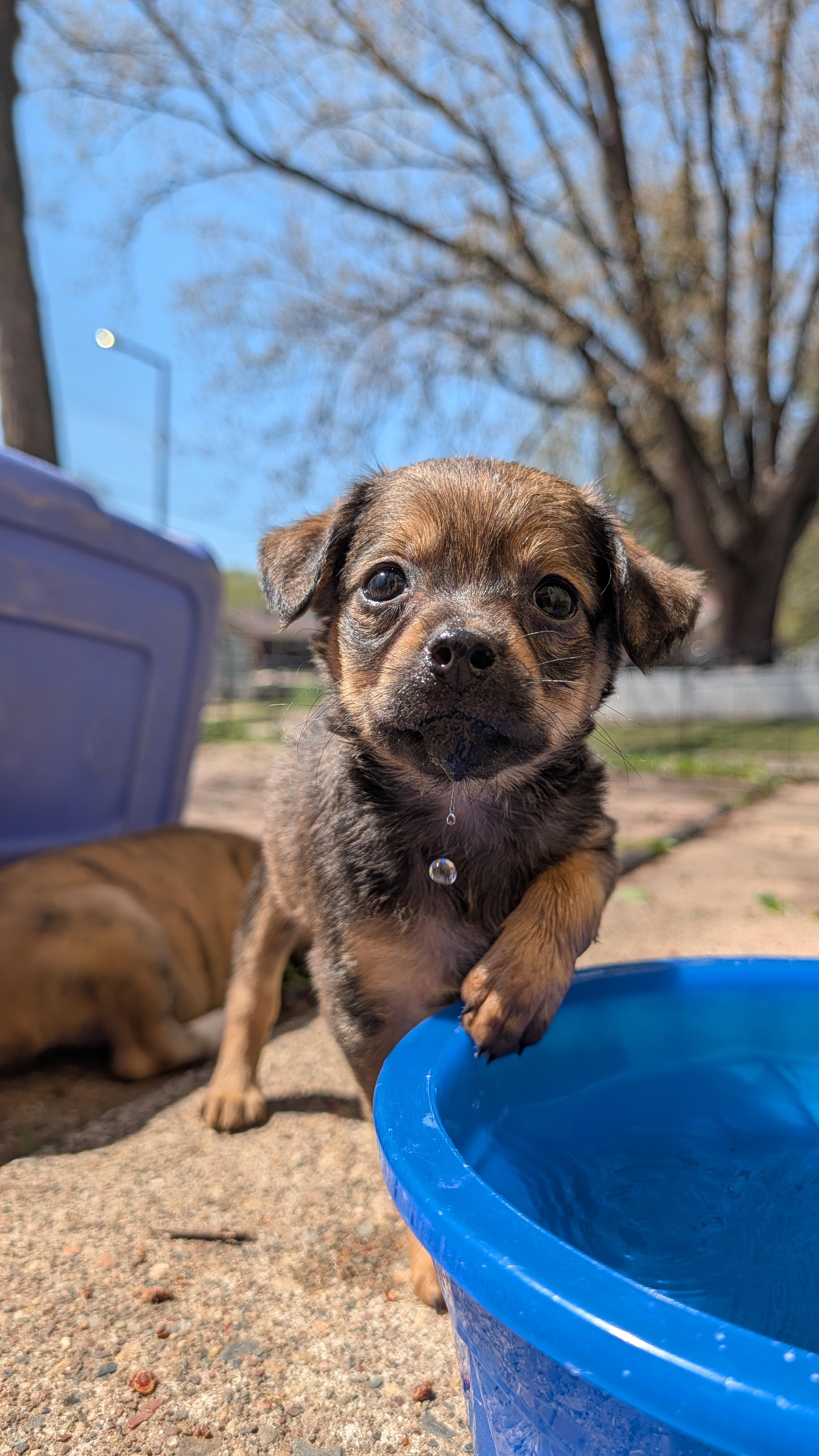 Enlarge Felicity , a ADOPTABLE mixed breed in Minneapolis, MN image 3/3