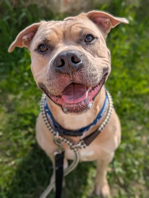 BUTTONS, Adoptable, Adult Male American Bulldog & Mixed Breed.