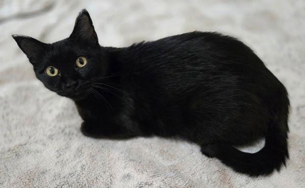 Cinderella, Adoptable, Young Female Domestic Short Hair.