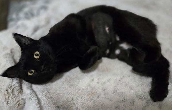 Enlarge Cinderella, a Adoptable Domestic Short Hair in Fargo, ND image 2/2