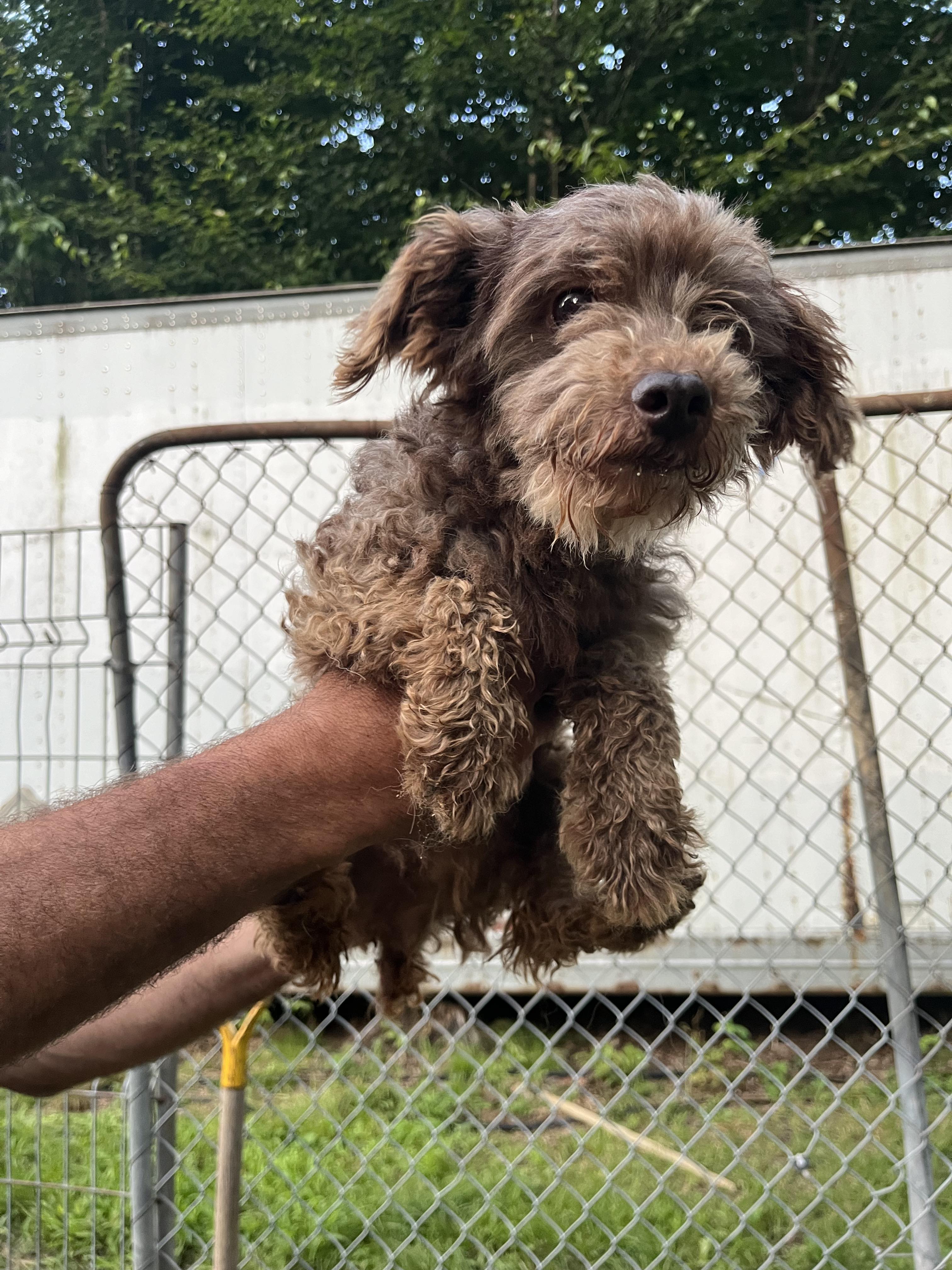 Enlarge Mme Lebrun, a Adopted Poodle (Toy) in St-Valerien, QC image 1/2