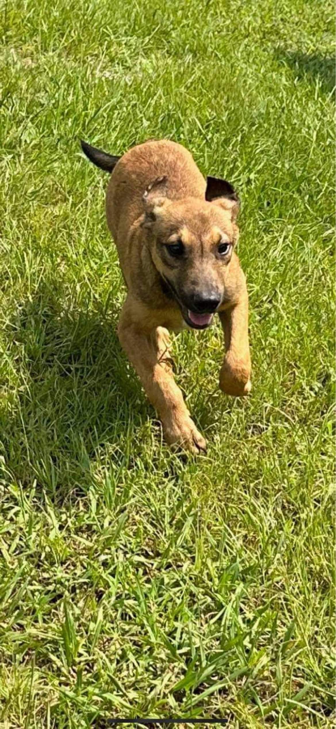 Finn, Adoptable, Young Male Mixed Breed.