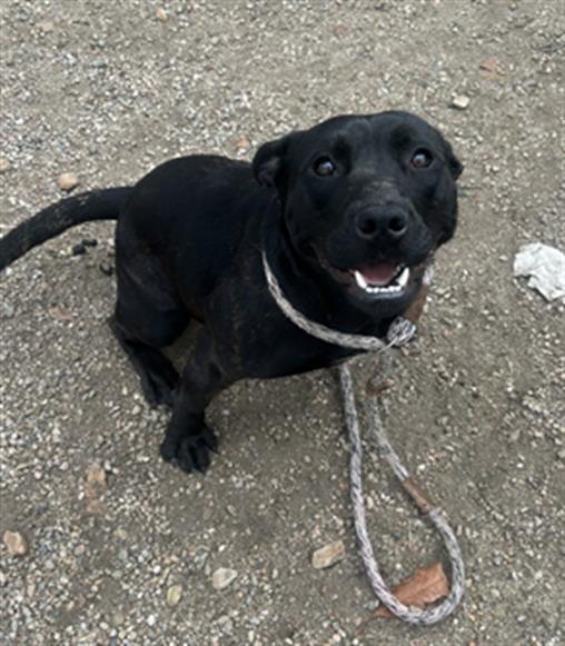 Enlarge SHADOW- IN FOSTER, a Adoptable mixed breed in Redlands, CA image 1/1