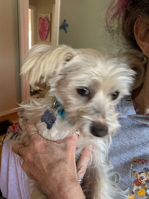 JoJo COURTESY POSTING, a Adopted mixed breed in Santa Clara, CA image 1/5