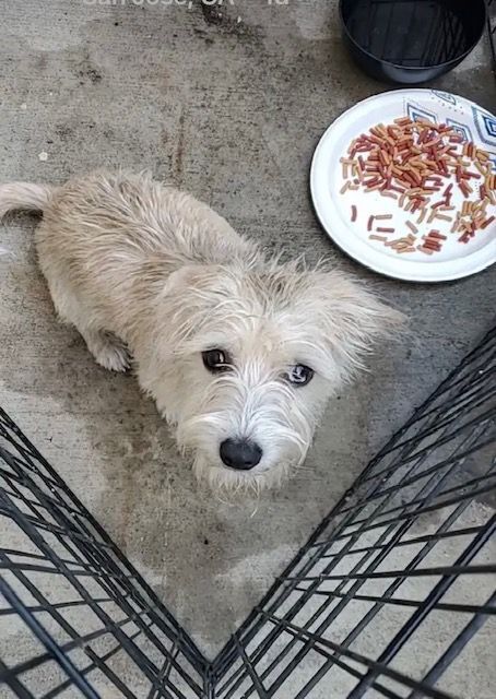 JoJo COURTESY POSTING, a Adopted mixed breed in Santa Clara, CA image 2/5