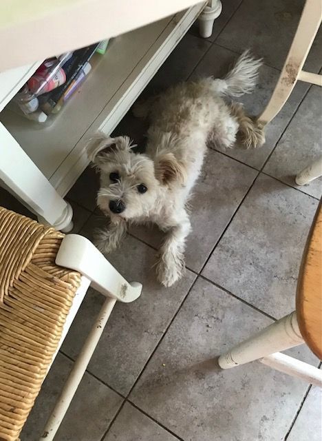 JoJo COURTESY POSTING, a Adopted mixed breed in Santa Clara, CA image 3/5